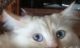 LittleVoodoo's Avatar