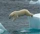 White Snow Bear's Avatar